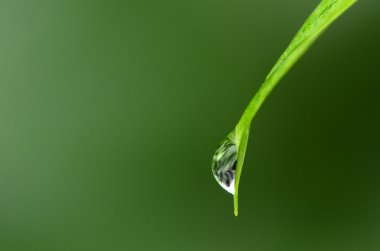 Yaprağın üzerine yağmur damlası