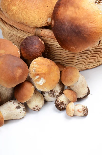 Funghi di Boletus Edulis — Foto Stock