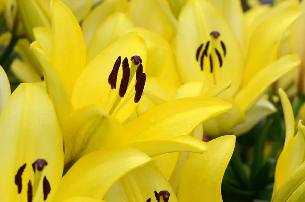 Fleur de lys jaune — Photo
