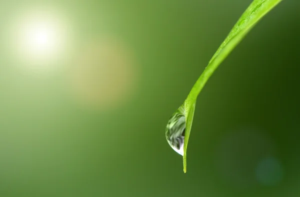 Drop on   leaf — Stock Photo, Image