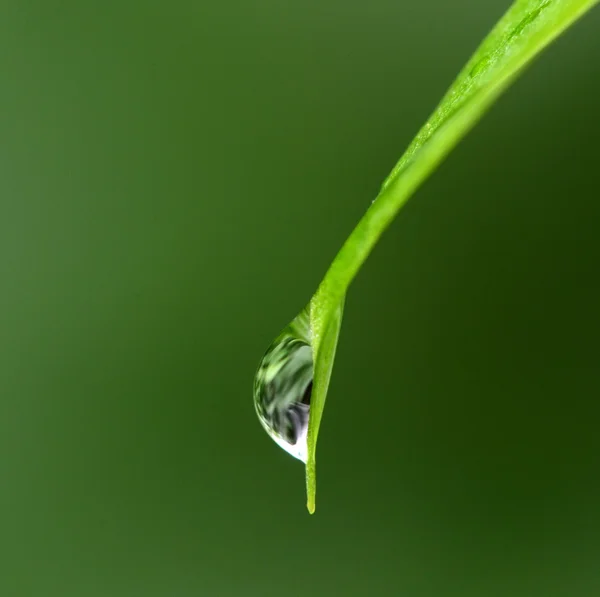 Drop on   leaf — Stock Photo, Image