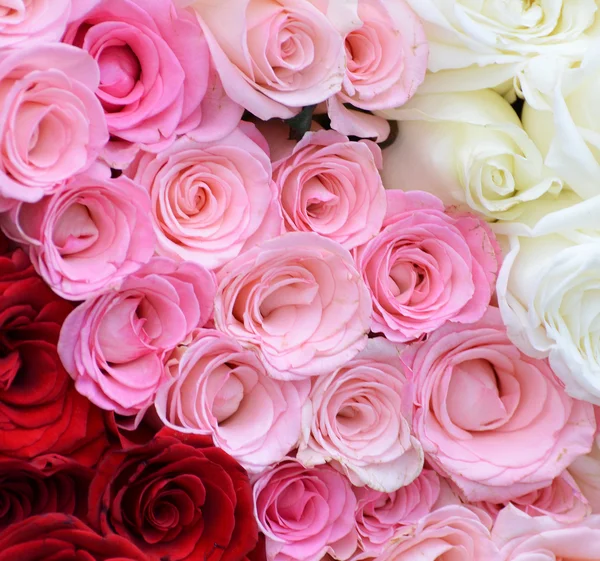 Růžové, bílé, červené růže — Stock fotografie