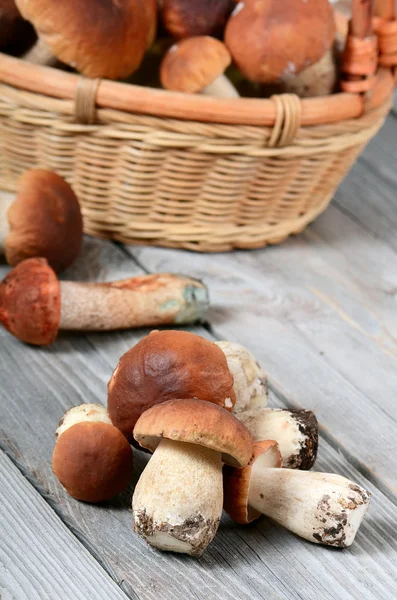 Cogumelos boletus edulis crus — Fotografia de Stock