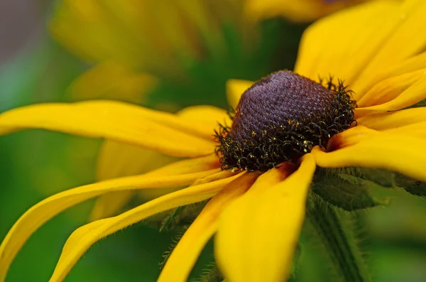 Gele daisy — Stockfoto