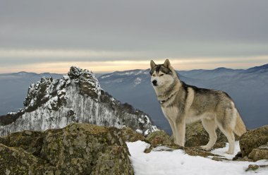 hiking dağlarda Husky köpek