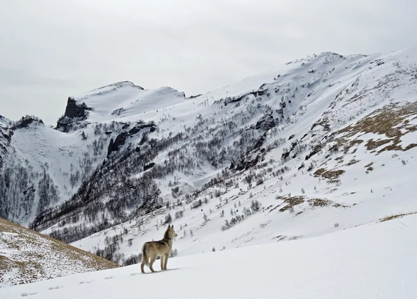 Jeune husky dans les montagnes enneigées lors d'une randonnée — Photo