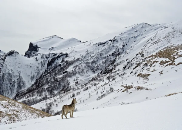 Młody husky w snowy gór na wycieczkę — Zdjęcie stockowe