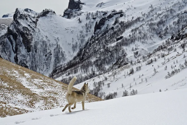 Giovane husky cane escursioni in montagna — Foto Stock