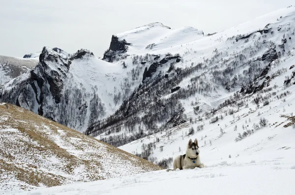 Jeune husky dans les montagnes enneigées lors d'une randonnée — Photo