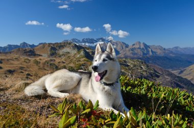 A happy husky dog hiking in the mountains clipart