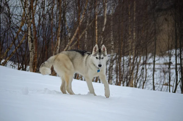Jonge husky in besneeuwde bergen op een wandeling — Stockfoto