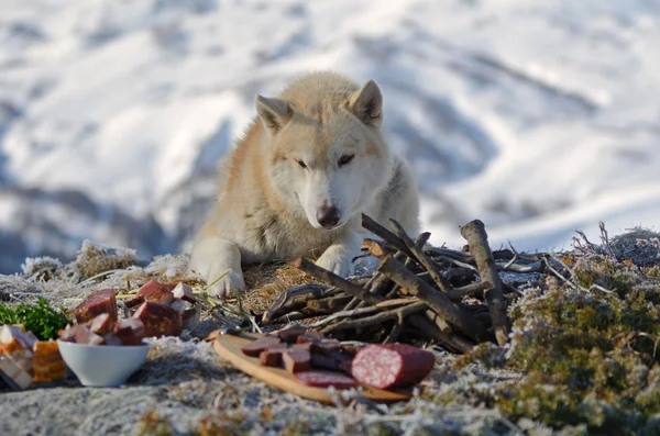 Husky perro viendo comida en un picnik en las montañas — Foto de Stock