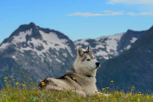 Husky dog hiking in the mountains — Stock Photo, Image