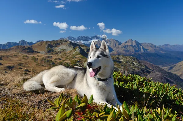 A happy husky dog hiking in the mountains — Stock Photo, Image