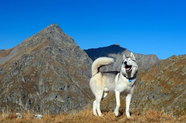 Młody pies husky szczęśliwie piesze wycieczki w góry — Zdjęcie stockowe