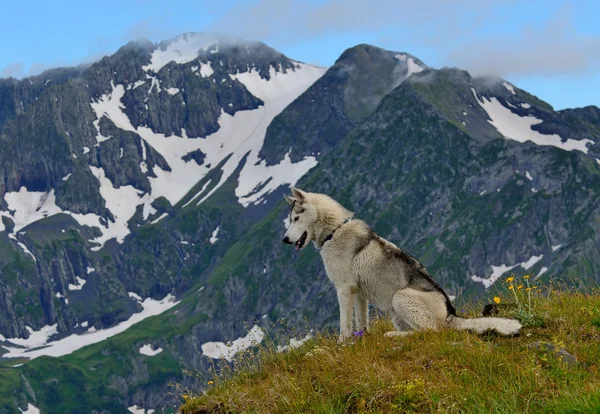 Husky psa šťastně turistika v horách — Stock fotografie