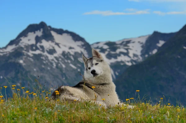 Fiatal husky kutya, Túrázás a hegyekben — Stock Fotó