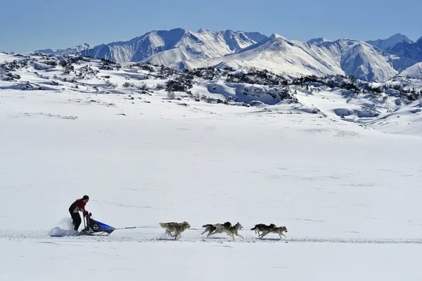 Zaprzęg Husky dolg w górach — Zdjęcie stockowe