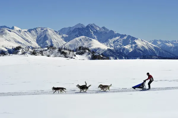 Husky köpek kızağı dağlarında