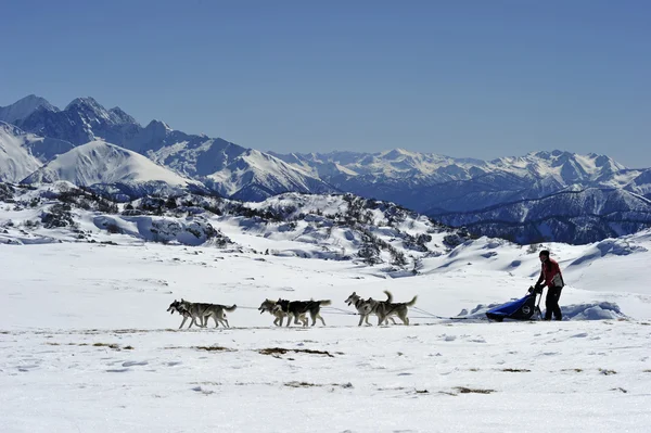 Husky köpek kızağı dağlarında