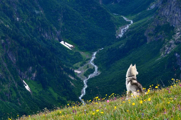 Dağlarda genç husky köpek - Stok İmaj