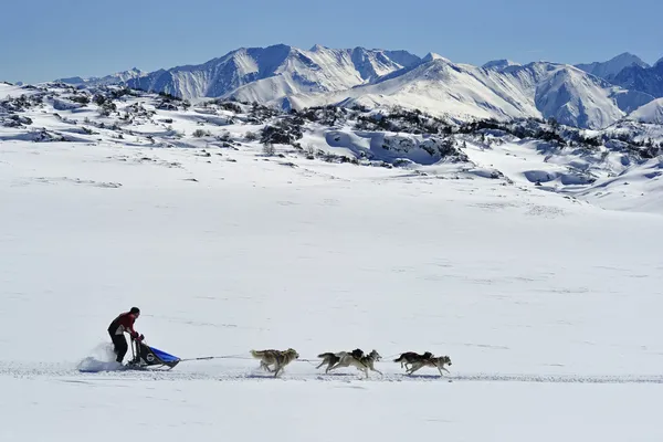 Husky dolg kızağı dağlarında Telifsiz Stok Imajlar