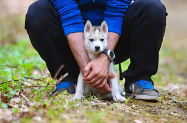 güvenli bir şekilde saklamak onun onwer elinde küçük Sibirya husky yavrusu
