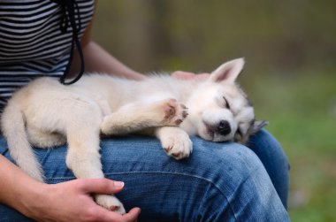 onun sahibinin kucağında uyuyan küçük Sibirya husky yavrusu