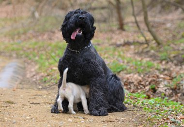 küçük Sibirya husky yavrusu ile büyük siyah terrier