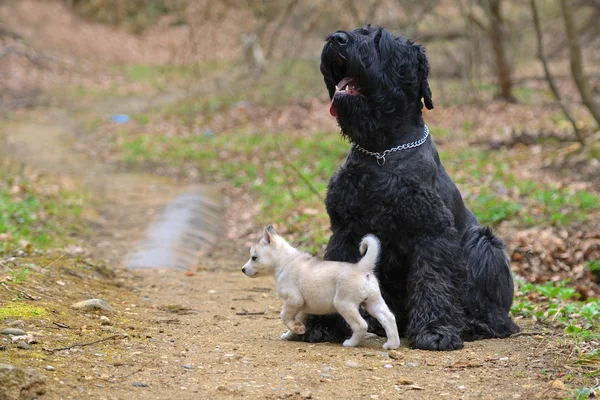 küçük Sibirya husky yavrusu ile büyük siyah terrier