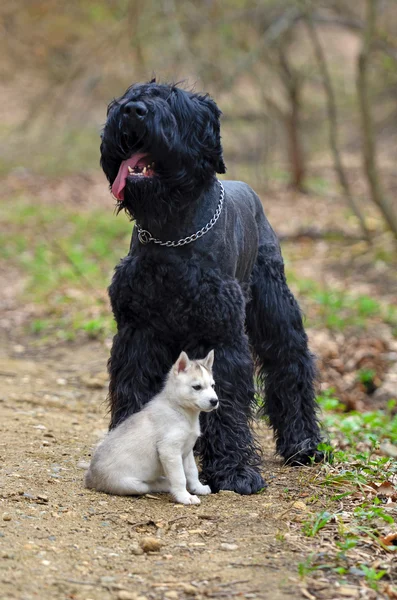 Hatalmas fekete terrier, egy kis szibériai husky kiskutya — Stock Fotó