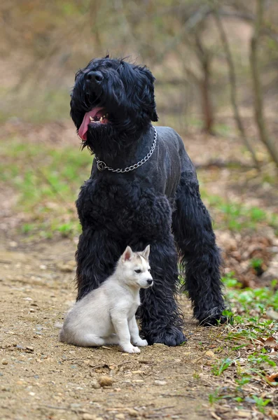 Ogromny czarny Terier z małych siberian husky szczeniaka — Zdjęcie stockowe