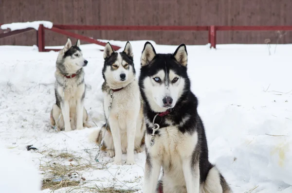 Tres huskies siberianos sentados en la nieve — Foto de Stock