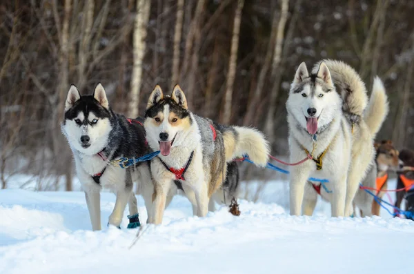 Primer plano de tres felices huskies siberianos tirando de un trineo —  Fotos de Stock