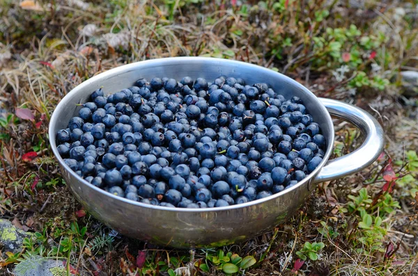 bilberries bir tabak bir dağ yürüyüşü toplandı