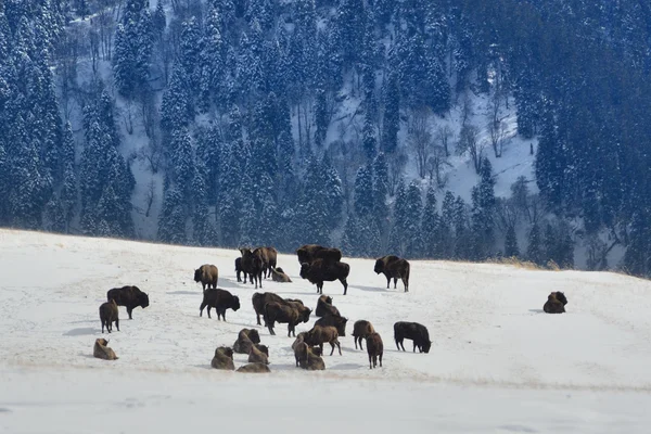 Kaukasiska bisonoxar i vildmarken av vintern berg Stockbild