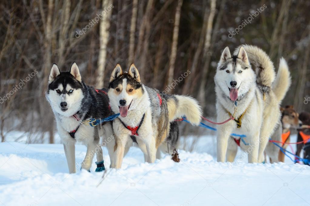 Close-up of three happy siberian huskies pulling a sled