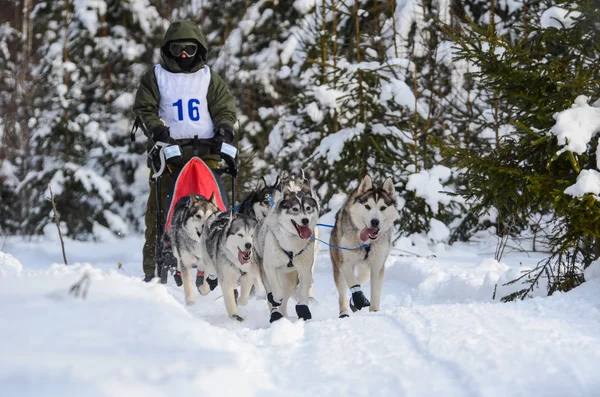 Een team van zes siberian huskies in winter forest — Stockfoto