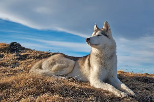 Un perro husky yaciendo en el paisaje de las montañas — Foto de Stock