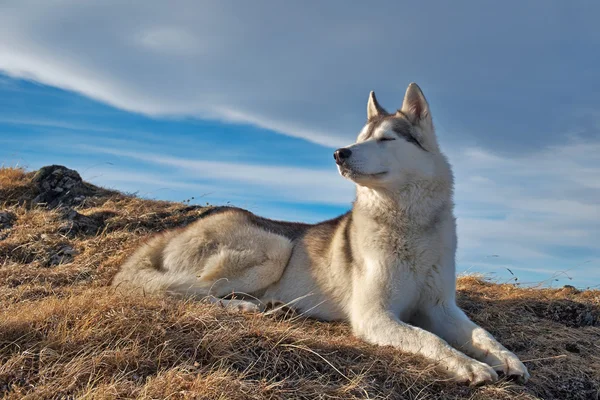 Un cane husky sdraiato nel paesaggio delle montagne Fotografia Stock