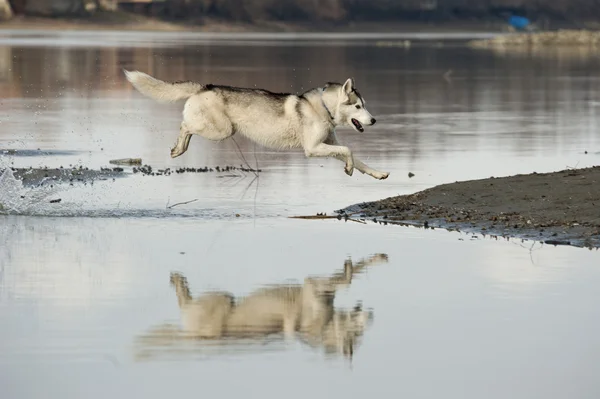 Siberian husky hunden hoppa över en bäck och reflektion i ytan Stockbild