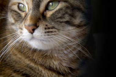 kedi portre farklı kavramları