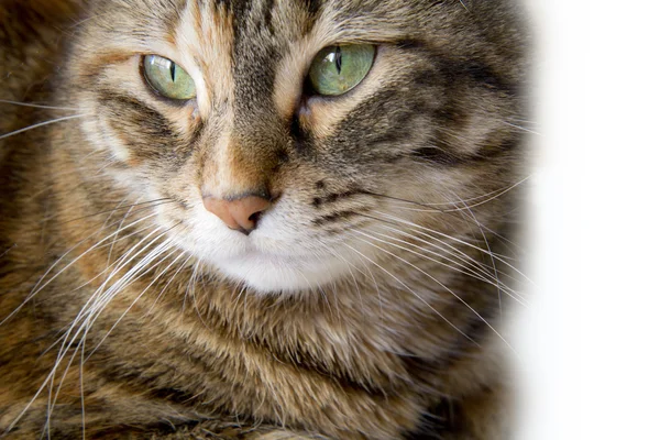 Katteportrett for ulike begreper – stockfoto
