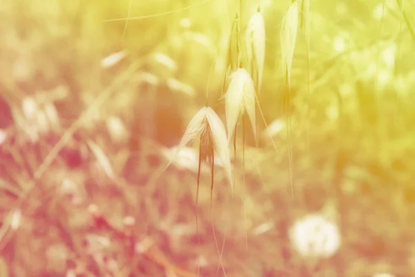 Wildflowers and plants — Stock Photo, Image