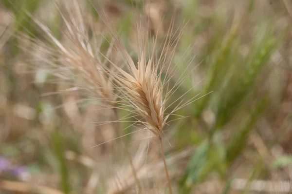 Wheat field — Stock Photo, Image