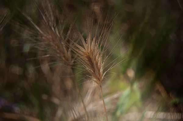 Pole pszenicy — Zdjęcie stockowe