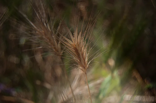 Campo de trigo — Fotografia de Stock