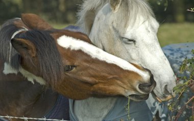 Horse chat,two horses heads togeather clipart