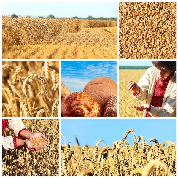 Wheat — Stock Photo, Image