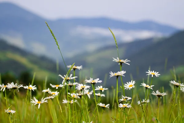 Blumen auf dem grünen Gras in den Bergen lizenzfreie Stockfotos